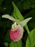 Cypripedium Reginae